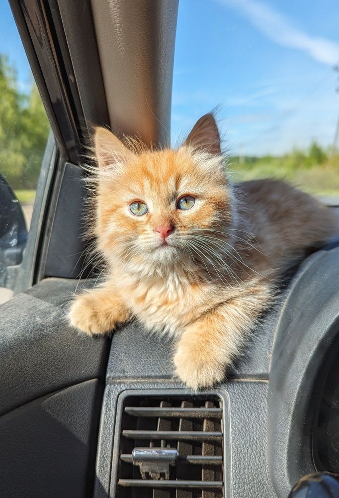 Photograph by Екатерина Колот