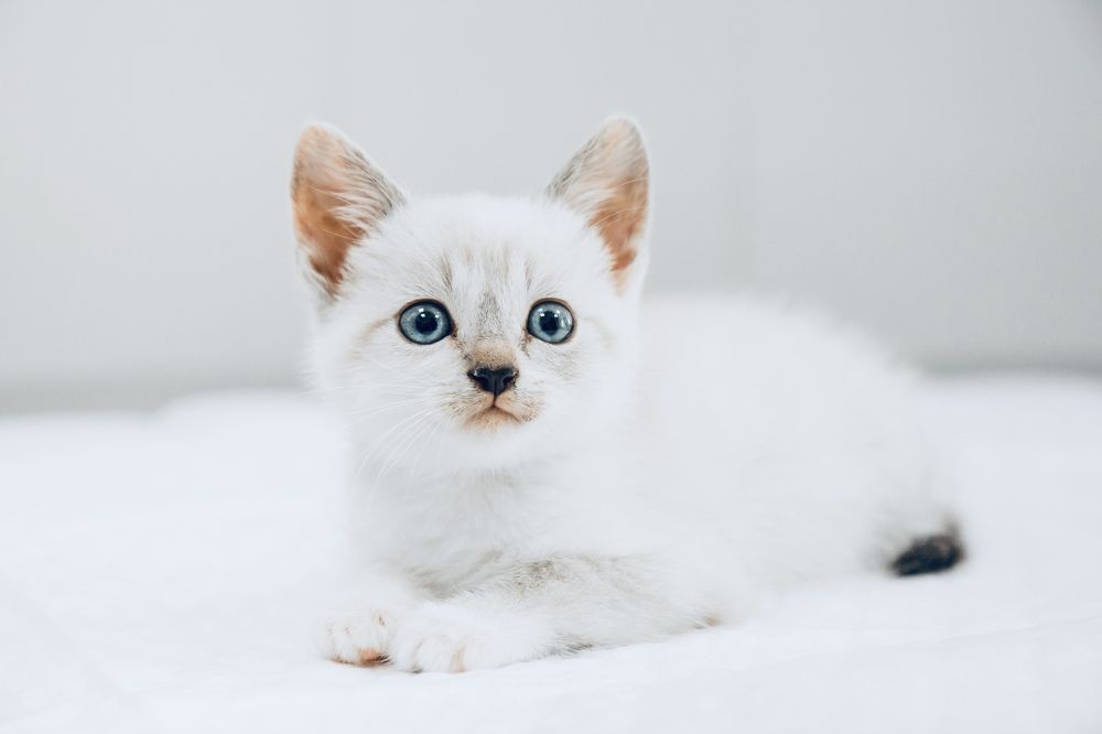 Фотография автора Ольга Анохина