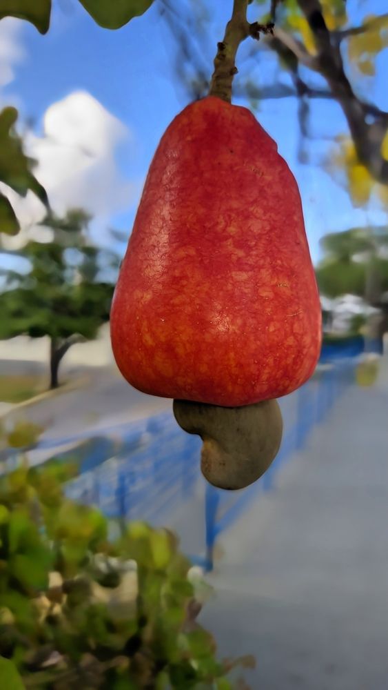 Photograph by Helber Azevedo