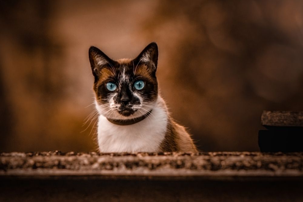 Фотография автора Gabriel de Araujo Almeida