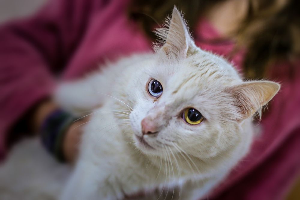 Фотография автора Gabriel de Araujo Almeida