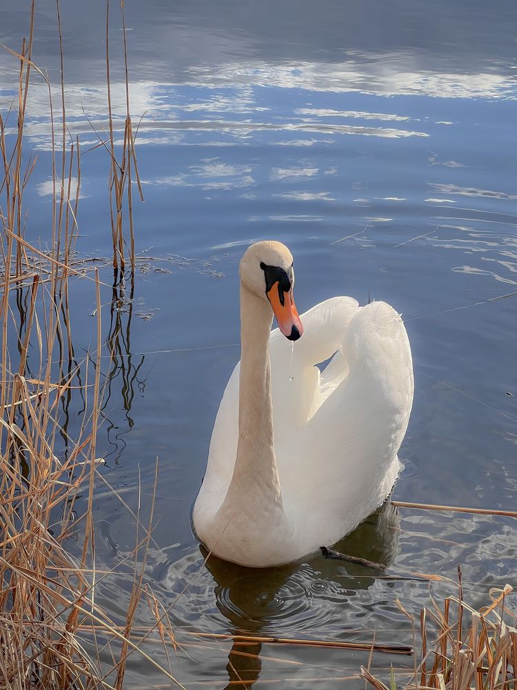 Photograph by Елена Башмакова