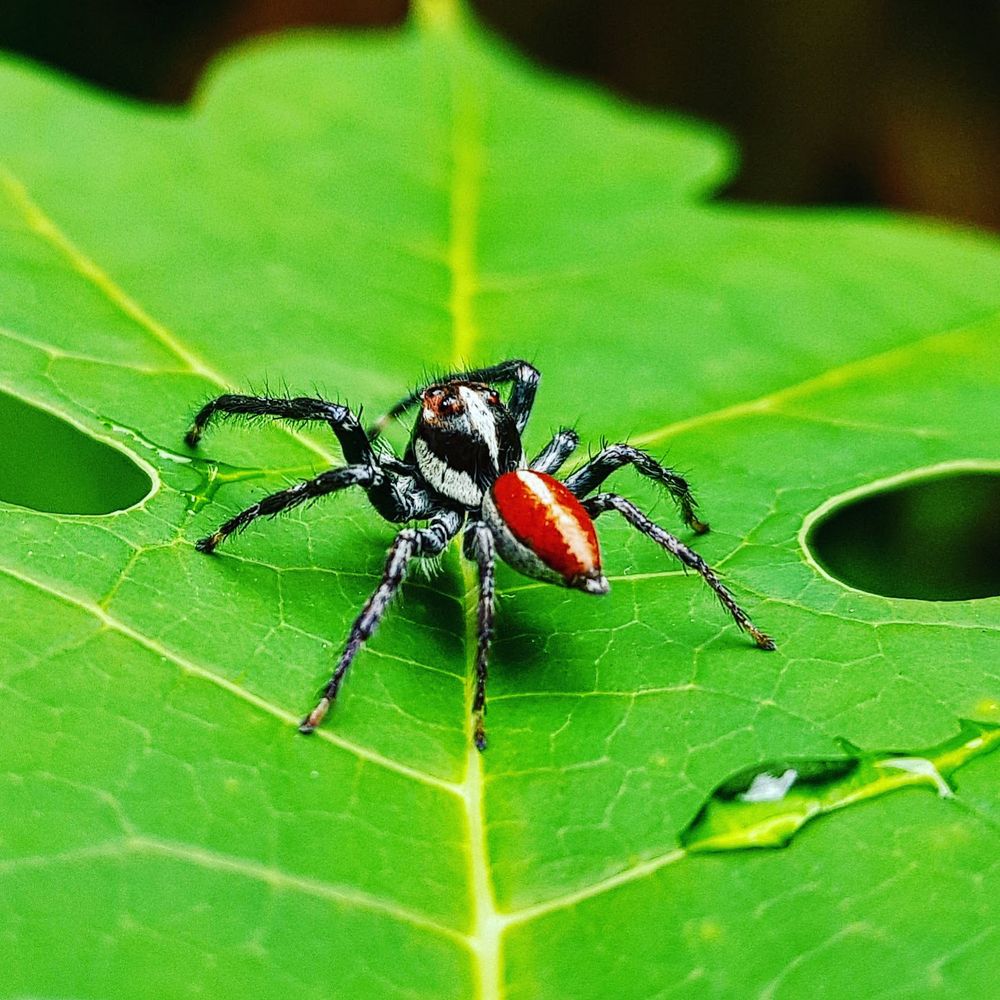 Aranha majestosa