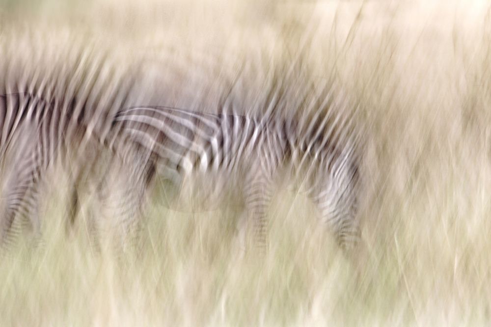 Fantasia in savannah