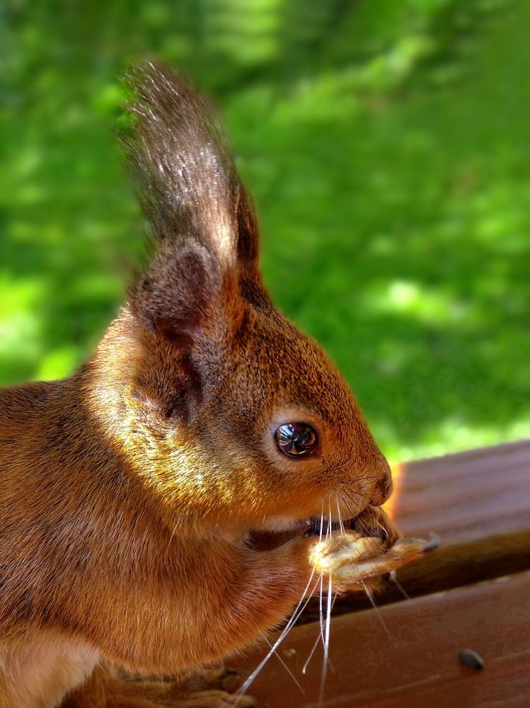 Белка там живёт ручная...