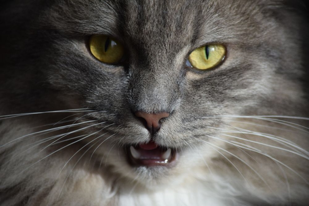 Photograph by Наталья Ченчикова