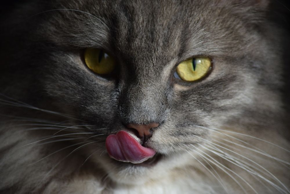 Photograph by Наталья Ченчикова