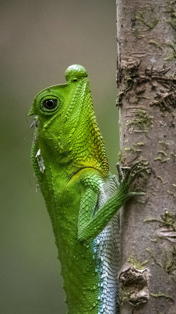 Photograph by Kumara Senanayake