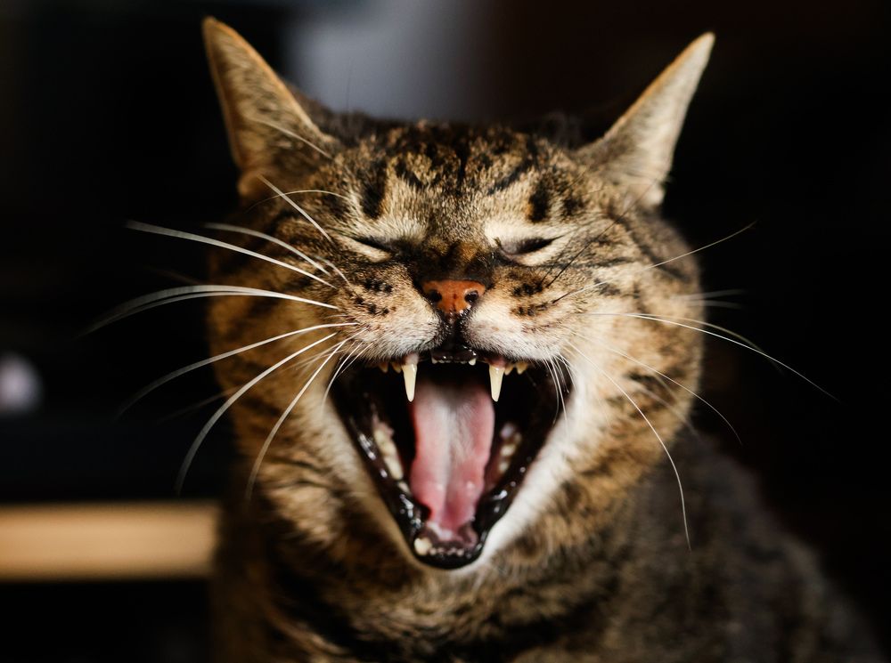 Фотография автора Suzana Svecnjak