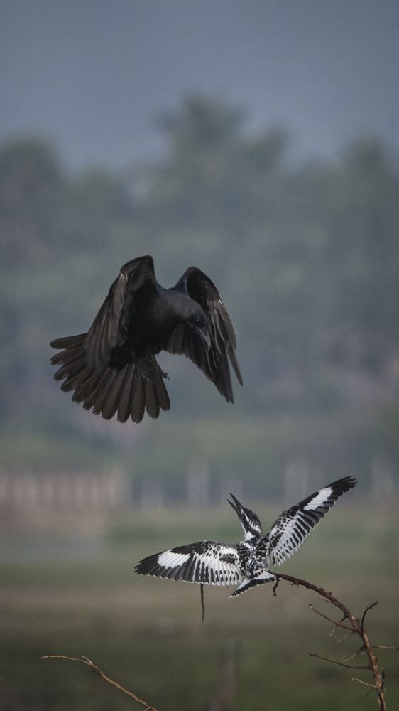 Photograph by Kumara Senanayake