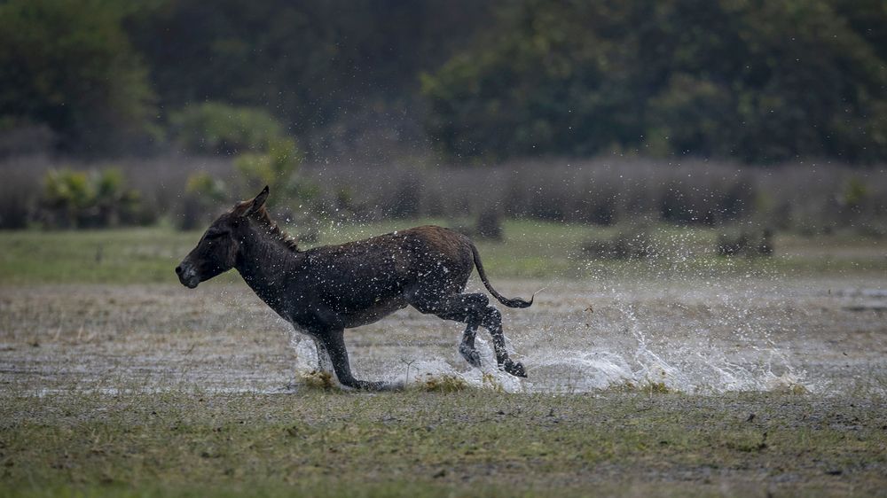 Photograph by Kumara Senanayake