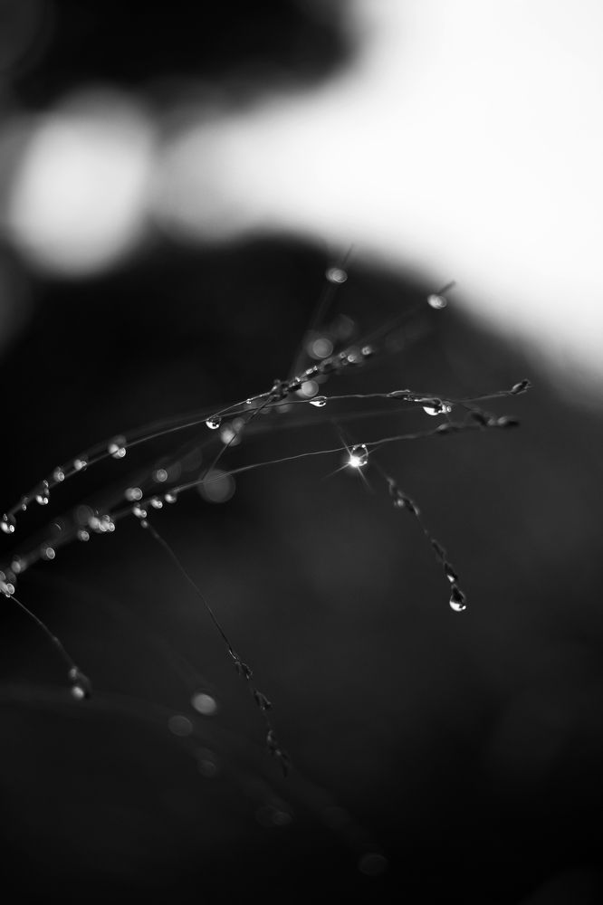 Photograph by Magic Helios