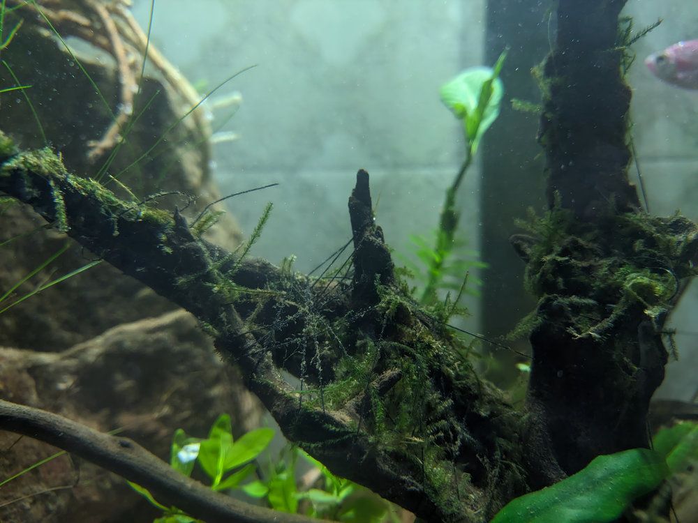 The Submerged Forest