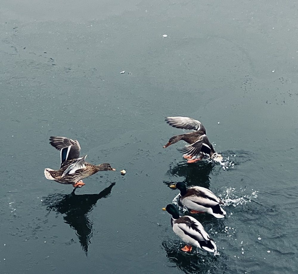 Photograph by Ксения Гулькова