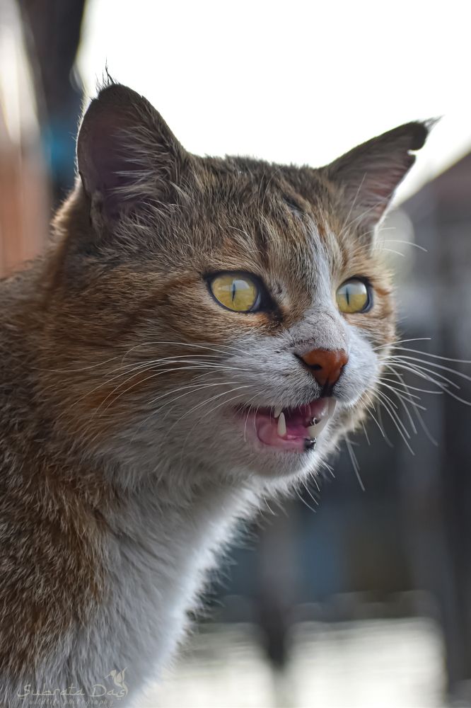 Photograph by Subrata Das