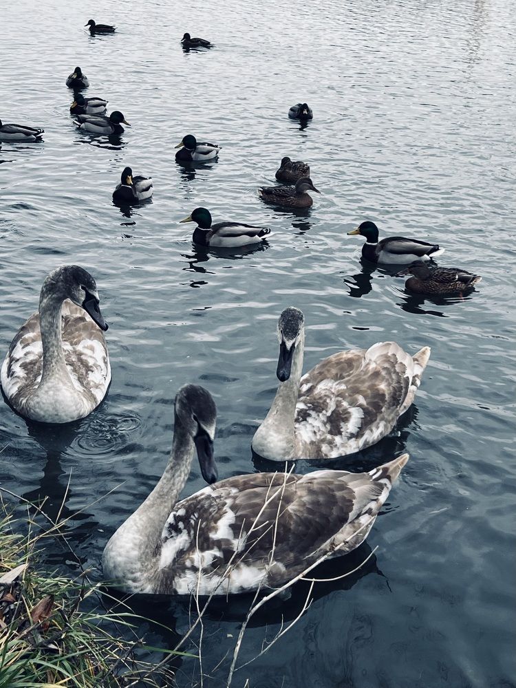 Photograph by Ксения Гулькова