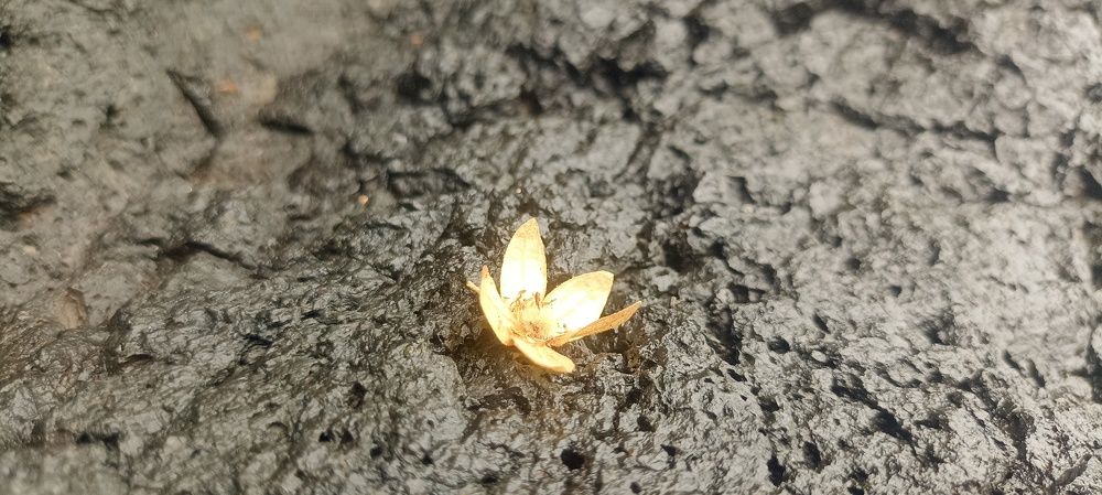 Photograph by Лиза Малыгина