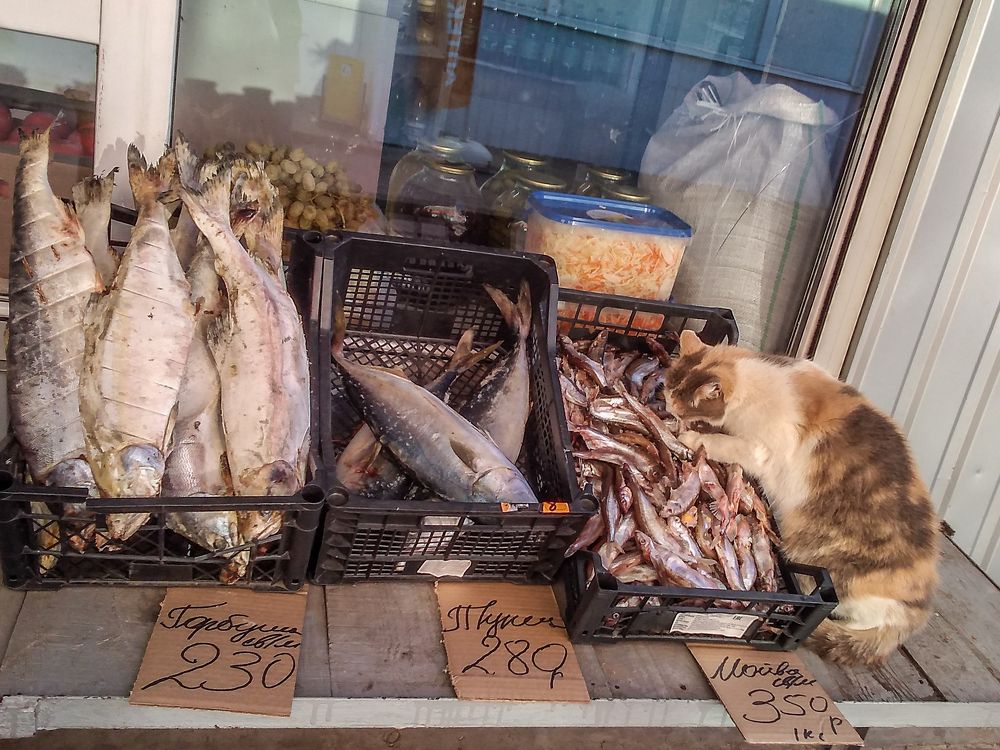 Photograph by Новиков Владимир