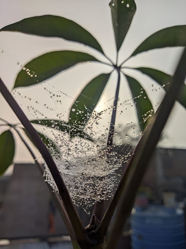 Morning Dew and Web Wonders