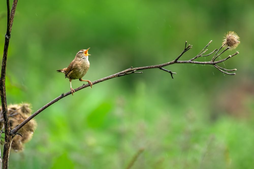 Photograph by Madhurya Mozumder