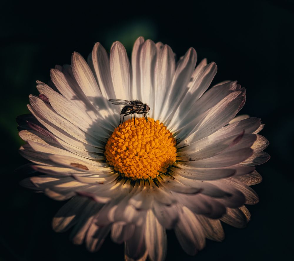 Photograph by Kate Maximenko