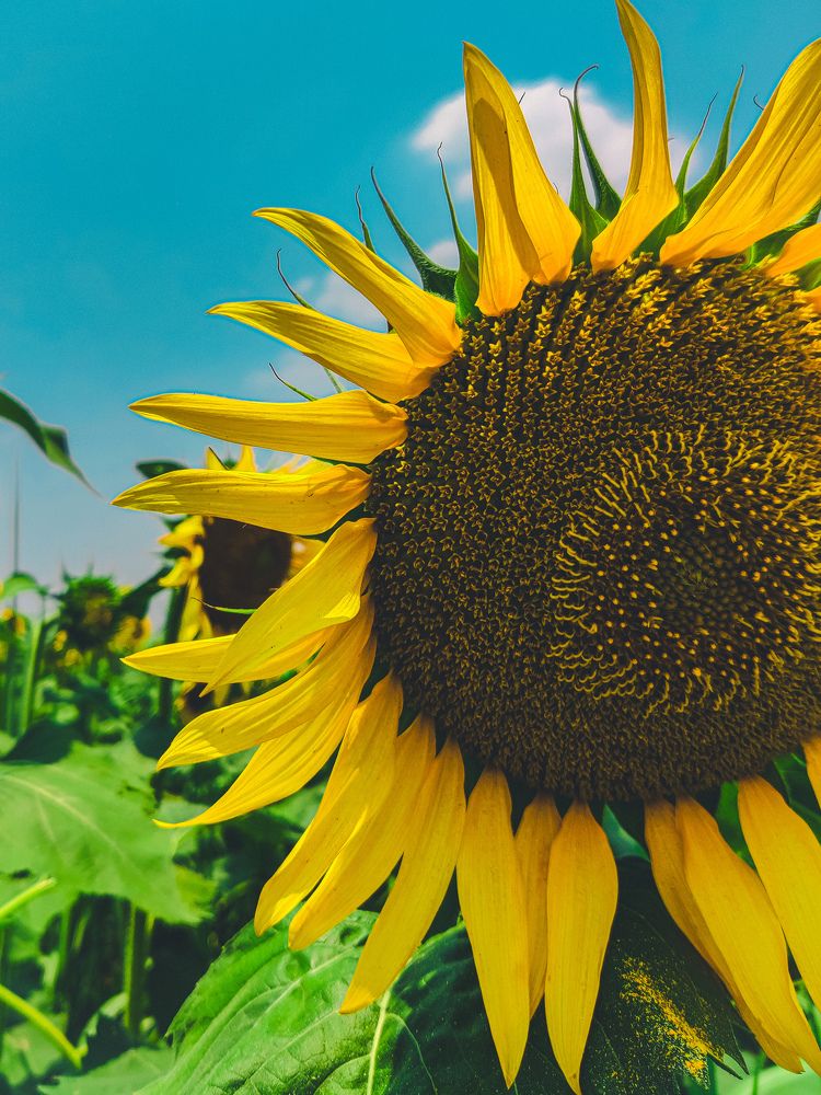 Photograph by Shubham Gujar