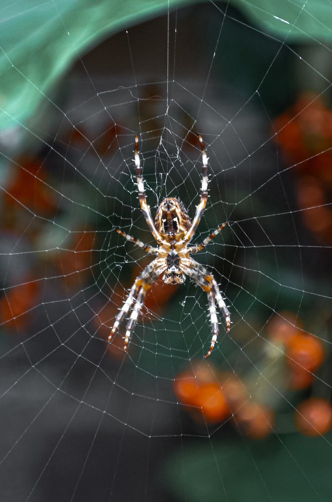 Photograph by Anya Lo