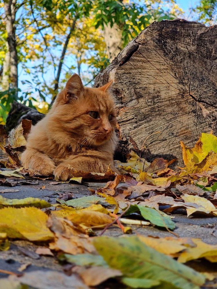 Рыжая осень