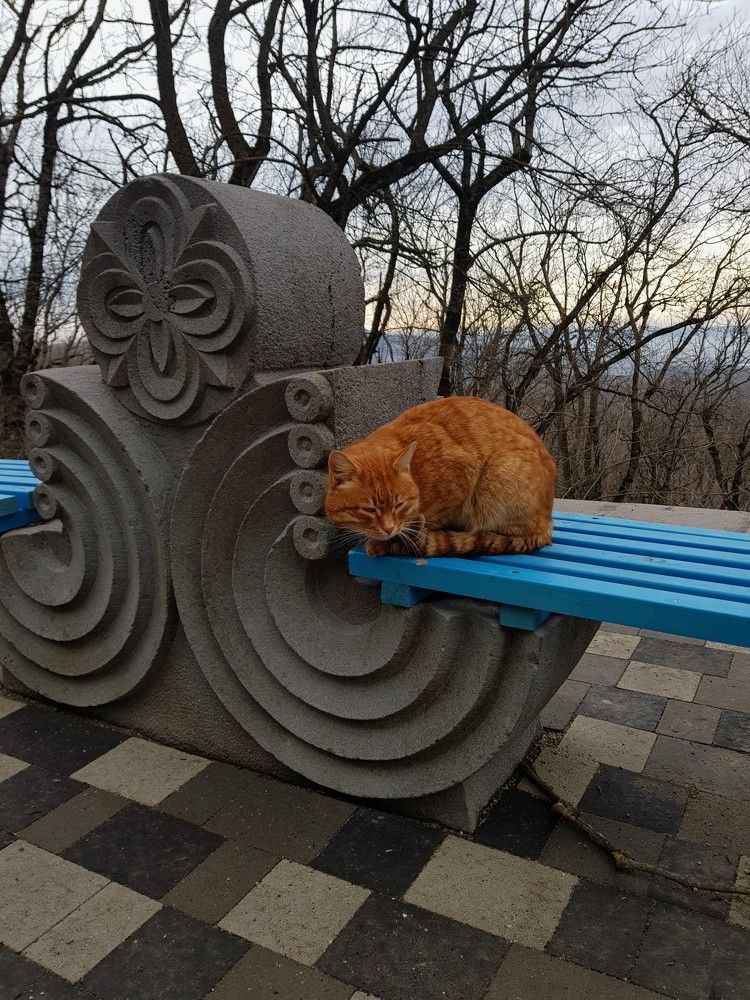 Рыжик на лавочке