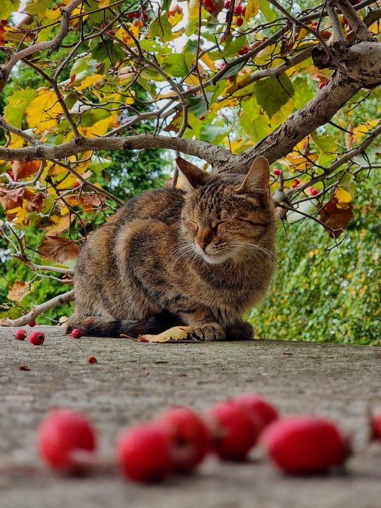 Осенний сон