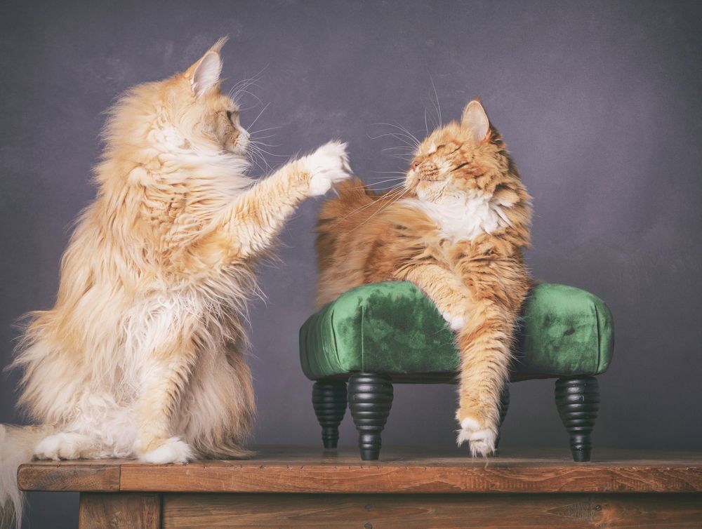 Photograph by mirka koot