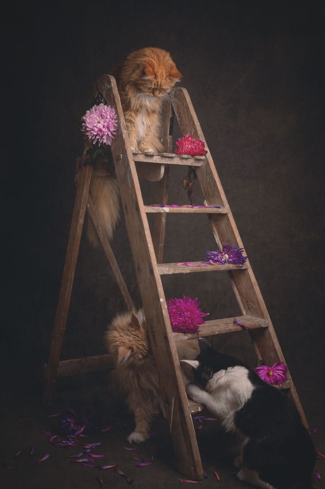 Photograph by mirka koot