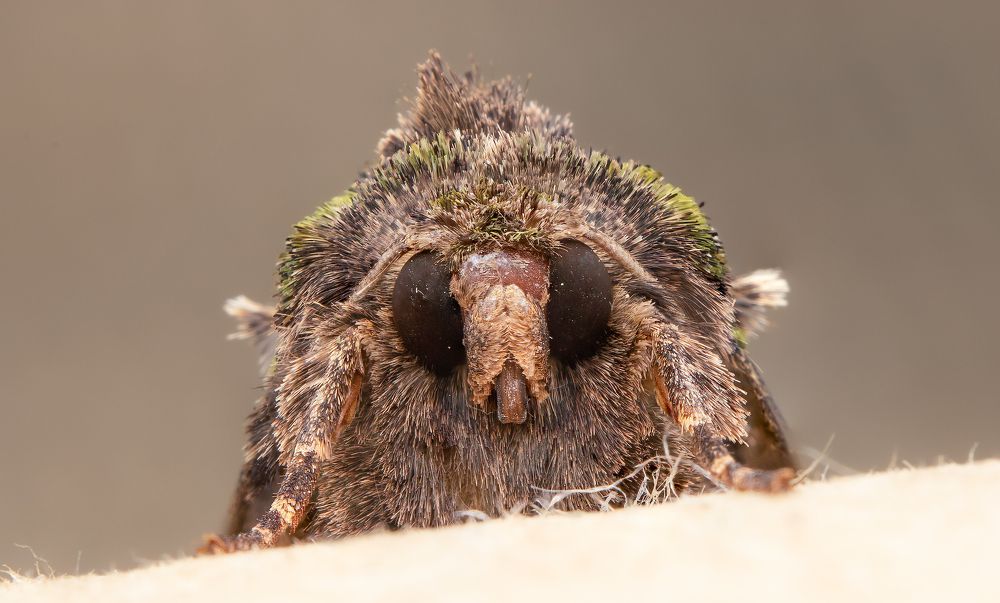 Фотография автора Alexander Pakhomov