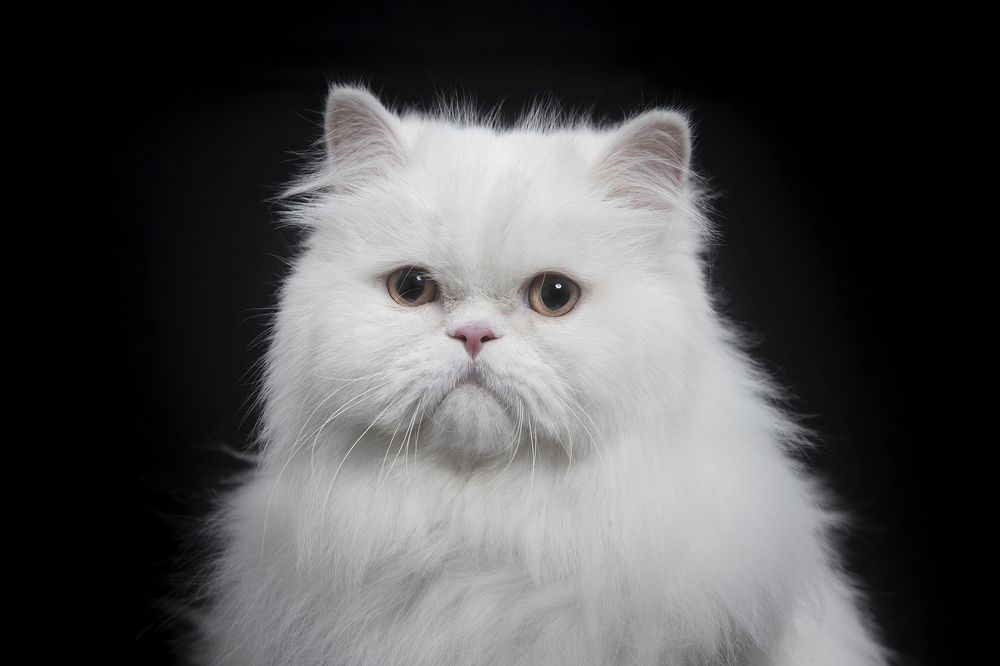 Photograph by Alexandre Marques