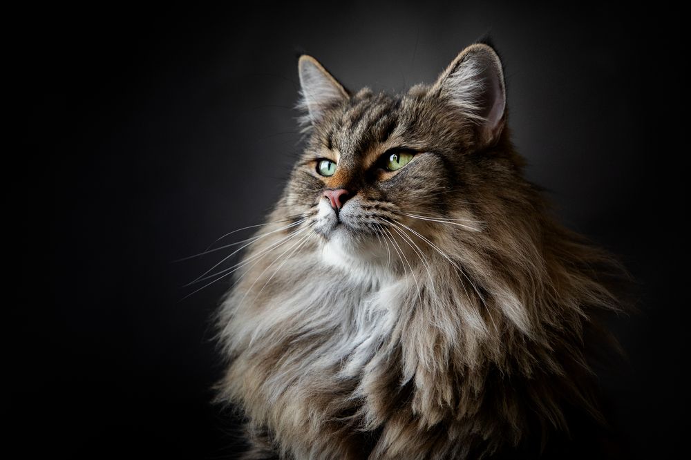 Photograph by Alexandre Marques