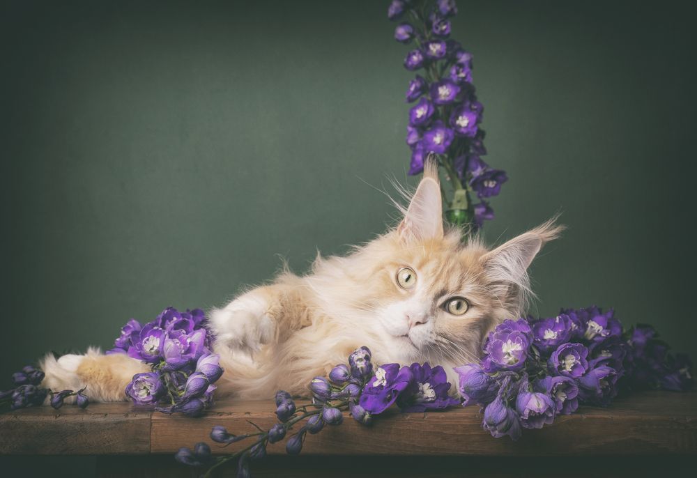 Photograph by mirka koot