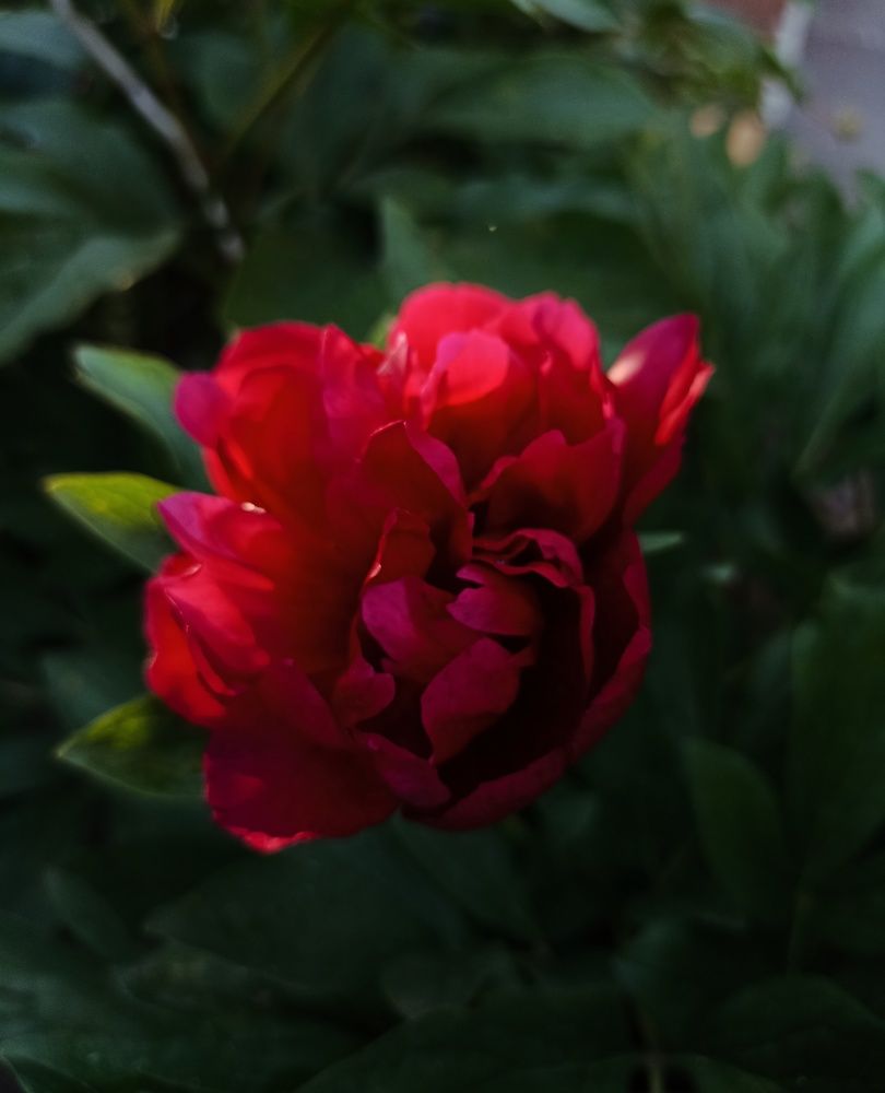 Photograph by Ольга Стариченко