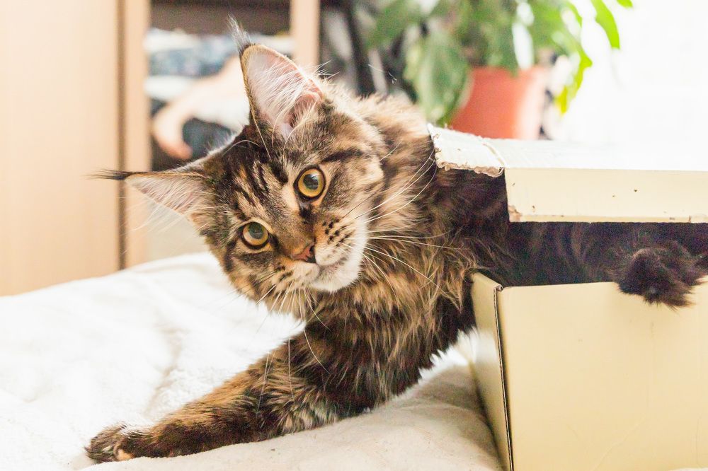 Фотография автора Татьяна Степанова