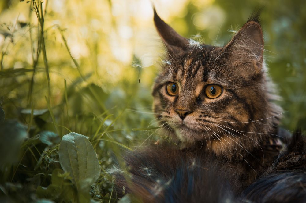 Фотография автора Татьяна Степанова