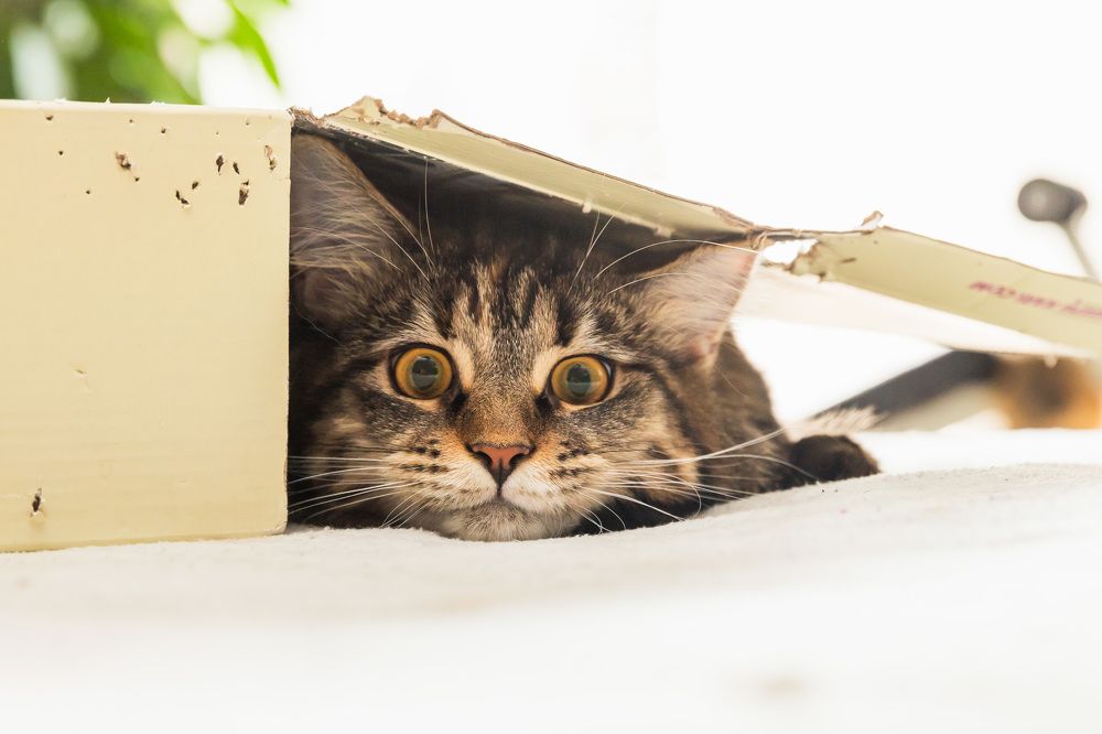 Фотография автора Татьяна Степанова