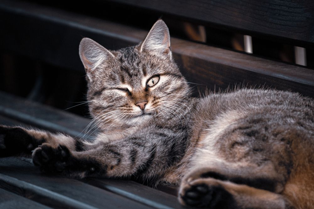 Фотография автора Олег Васильев