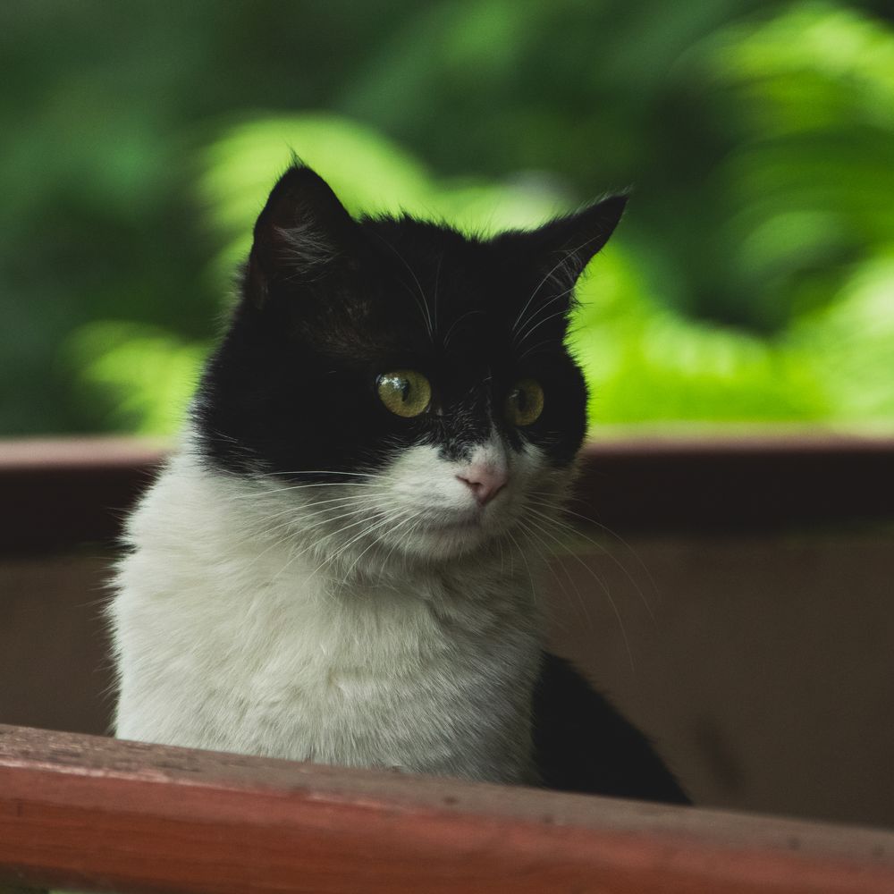 Photograph by Степан Ковыльчик