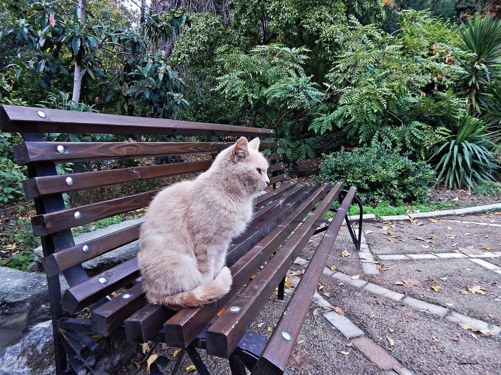 Photograph by Tanivsv