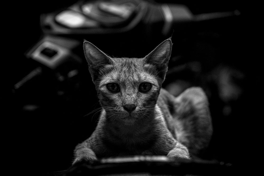 Фотография автора Anuj Medhavi