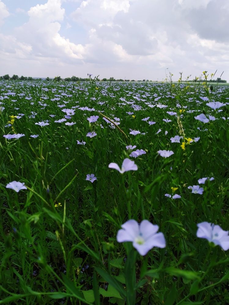 Photograph by Tanivsv