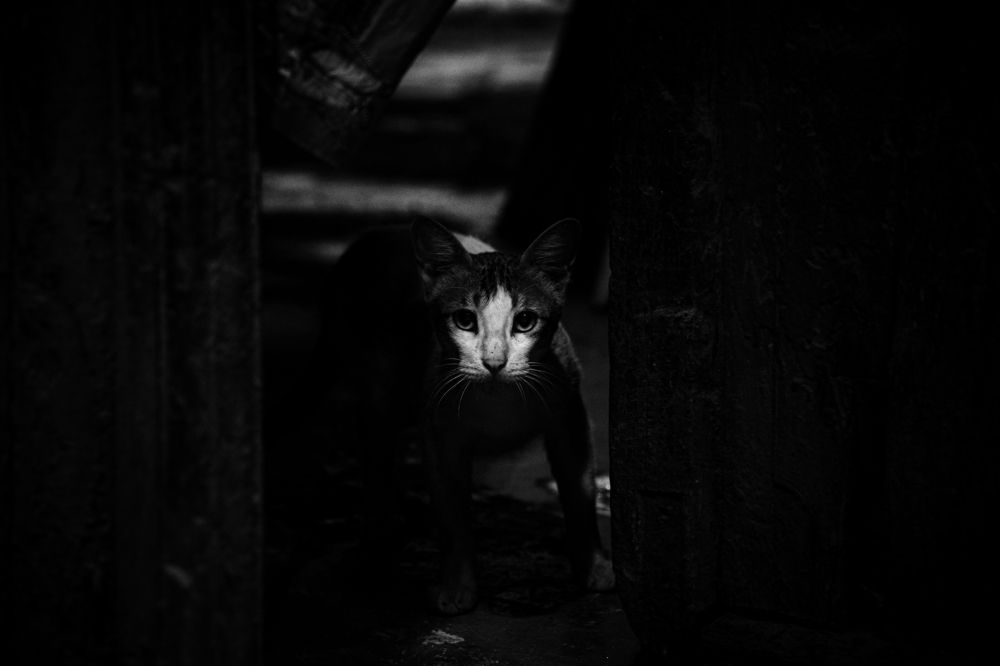 Фотография автора Anuj Medhavi