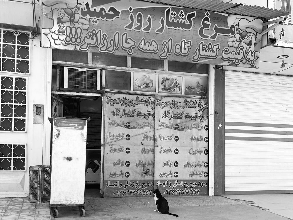 Photograph by mohsen  ali nikpour