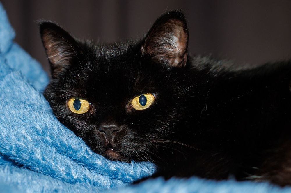 призадумалась