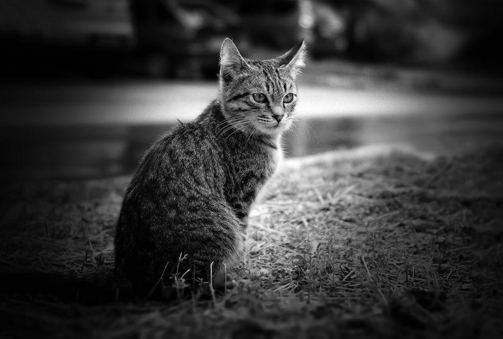 Photograph by Сергей Бутусов