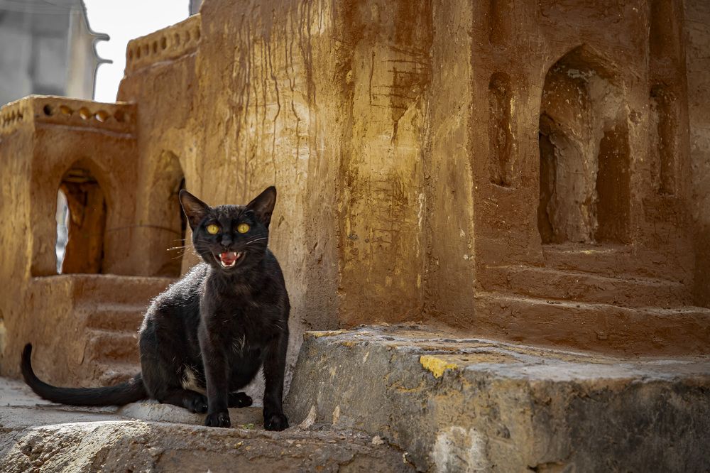 Photograph by mohsen  ali nikpour
